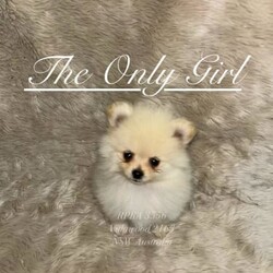 PUREBRED TEACUP SIZED POMERANIAN /Pomeranian/Female/Younger Than Six Months,Hey everyone! We are excited to announce we have one last female Miniature Teacup Sized Purebred Pomeranians.These angels are bred with quality, perfectly healthy (DNA tested), very small sized and light weight parents ensuring that the puppies are guaranteed to grow up to be very tiny, small enough to fit in a handbag like their Mum. We anticipate their average weights to be between 1.5-2.5 kilograms as per previous litters in the past. Mum is only sitting at 2 kilograms where as dad is sitting at 3 kilograms as shown in photos.They were born on the 01st of October 2023 so that'll be the day to celebrate their little birthday 