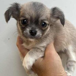 ANKC Pedigree Chihuahua puppies /Chihuahua (Long Coat)/Female/Younger Than Six Months,Pedigree Chihuahuas with papersLong coat availableAre you looking for something special in your next chihuahua come and check out new imp dogs all the way from Russia they are exceptionally well breed and the look that everyone wants .We breed for quality temperament , type and have a variety of colourCurrently have long coats available …Boutiquechi Chihuahuas on Instagram & Facebook.....Chihuahua pups available have been raised in a family environment with children and other pets they are very well socialised. All puppies are apart of our family until they find their forever homes so we work hard to find the perfect match for all our babies .All nessacry vet work has been done for 8 weeks of age when your puppie is ready to go home they will be microchipped, vaccination and have a certified vet check certificate.We offer a life time support any time you need advice or help we are only a phone call away always willing to try and help.956000015746748956000017130455Located in Corinella Victoria ******1684 REVEAL_DETAILS Registered dog breeder with dogs Victoria 3100022427Source Number RB101926