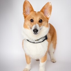 Adopt a dog:Jay/Pembroke Welsh Corgi/Male/Adult,Jay is here because we decided March is Corgi month and we pulled him from a shelter his owner did not have time to walk him.  He is 2 years old. Housebroken So friendly and  sweet! Needs an active family! A yard is big plus and would be good with little dogs that are sweet. He is has typical corgi energy for this reason we prefer kids 10 and up especially if you own another dog or cat to introduce them properly. He needs lots of yard time and walks or hikes. Again, he likes small dogs or cats. He is scared of big dogs and will hide from them or go away from them  but are working on that.  He is extremely friendly and not bothered by cars, or noise. Today we visited our mechanic and said hi to all, the town clerks and staff and local NYPD station where he enjoyed saying hi to his favorite police officers! Please be a runner, walker or enjoy cycling would be perfect for Jay.



For consideration please be over 26 in NY, NJ, Philadelphia or CT area only have kids 10  or over. Have a home with lots of dog runs,  parks or fenced in yard. Have an visible IG account when we ask for it please. Be active for puppies no couch potatoes!  Thank you. Most of all please follow step below and do not call us we are volunteers!  Please note we do not adopt in the Bronx nor Staten Island.
We have trainers in Brooklyn, LIC, Astoria, Manhattan, LI,  NJ ,and CT 20 miles from Greenwich. Kids `10 and up. He is good with all kids but we prefer older to continue his recall training. 

Step 1,  Email us suekmwdadoptions@gmail.com and tell us your experience with dogs and where u live. 2) If we need more info, we will send u an application 3) DO NOT CALL US 4) DO NOT EMAIL US at our website.  We get hundreds of people interested in adopting our dogs and can not possibly get back to everyone. Thank you for your cooperation. 

Please note we are volunteers and work with patients and can not take calls. Again email us only at the supplied email or via petfinder. Thank you.
