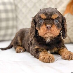 Sophie/Cavalier King Charles Spaniel									Puppy/Female	/8 Weeks