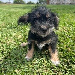 Adopt a dog:Polly/Schnauzer/Female/Baby,Little Polly Pocket is waiting for her forever family!