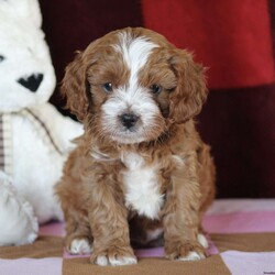 Landon/Cavapoo									Puppy/Male	/6 Weeks,Meet Landon, a sweet and lovable Cavapoo puppy ready to win your heart! This cute pup is vet checked, up to date on shots and wormer, plus comes with a health guarantee provided by the breeder. Landon is family raised with children and would make a wonderful addition to anyone’s family. To find out more about this heartwarming pup, please contact Amos and Mary today!