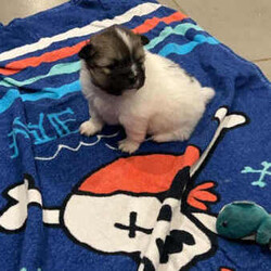 Purebred Pomeranian Puppies/Pomeranian/Both/Younger Than Six Months,I have 2 purebred Pomeranian puppies for sale, they are currently 4 weeks old and will be ready for there new homes 22/04/2024.They will both be vaccinated and health checked before leaving.1x Wolf Sable Party Female1x Chocolate Blue Party MaleAsking $2500 eachThere will be no hold on the puppies without a non refundable depositPlease call or text me on ******3763 for more information REVEAL_DETAILS Please message for more photos