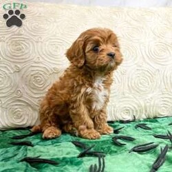 Sugar/Cavapoo									Puppy/Female	/8 Weeks,This sweet and adorable puppy is looking for a forever family! All vaccinations and dewormings are up to date and any necessary paperwork will be provided. Raised by a large and loving family with children, this pup will be a wonderful new companion for you! To make the transition easier, a baggie of food will also be included. Please contact anytime!