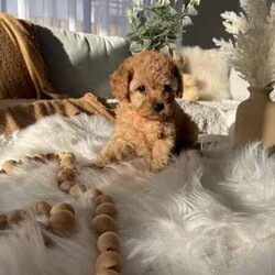 Toy Cavoodle pup male !lDNA CLEAR .looking for a loving family /Poodle (Toy)/Female/Younger Than Six Months,Puppies are coming with one month Pet Insurance!Please don’t hesitate contact me on ******1147 for any questions REVEAL_DETAILS For more pictures and videos please follow me on Instagram:Cavoodles_puppie