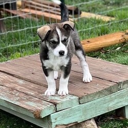 Adopt a dog:Tundra/Husky/Female/Baby,- Age: 2 months old
- Breed: Husky/Aussie Mix
- Gender: Female
- Weight: 7lbs
- Personality: Adventurous, Independent, Loving
- Training Commands: Still Learning
- Loves: Exploring, Playing, Treats 
- Kid Friendly: Yes
- Dog Friendly: Yes
- Cat Friendly: Yes

Hi there, I'm Tundra! A happy, healthy, and adventurous puppy ready to spread love and joy wherever I go! I would love to go on hikes, adventures and explore the outdoors with my person! I'm still a young pup, figuring out the world around me and eager to learn basic commands. I'm in the process of being socialized with both dogs and cats, and I'm already kennel trained and working on my potty training! 

As I grow into a brave, beautiful girl, I look forward to becoming the best companion I can be. And if you have kiddos, I'm easily teachable at this stage of my development! 

I can't wait to meet you soon and share in all the wonderful adventures ahead. Let's create paw-some memories together!
 
Tundra will be spayed, update to date on vaccines, and microchipped before going to her new home. She is currently on heartworm and flea preventative. 

If interested in adopting Tundra, please fill out our online adoption application at www.truaa.org. We will contact you once your application is approved to set up a meet and greet. Adoptions are done by appointment only and need an approved application.