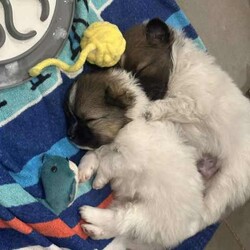 Purebred Pomeranian Puppies/Pomeranian/Both/Younger Than Six Months,I have 2 purebred Pomeranian puppies for sale, they are currently 4 weeks old and will be ready for there new homes 22/04/2024.They will both be vaccinated and health checked before leaving.1x Wolf Sable Party Female1x Chocolate Blue Party MaleAsking $2500 eachThere will be no hold on the puppies without a non refundable depositPlease call or text me on ******3763 for more information REVEAL_DETAILS Please message for more photos