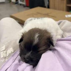 Purebred Pomeranian Puppies/Pomeranian/Both/Younger Than Six Months,I have 2 purebred Pomeranian puppies for sale, they are currently 4 weeks old and will be ready for there new homes 22/04/2024.They will both be vaccinated and health checked before leaving.1x Wolf Sable Party Female1x Chocolate Blue Party MaleAsking $2500 eachThere will be no hold on the puppies without a non refundable depositPlease call or text me on ******3763 for more information REVEAL_DETAILS Please message for more photos