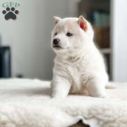 Sailor/Shiba Inu									Puppy/Female	/5 Weeks,This adorable little Shiba girl comes from a very loving home and is well socialized.  She loves human interaction and is not very shy.  Sailor comes vet checked, microchipped, vaccinated, dewormed, and ACA registerable.  