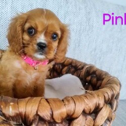 Adopt a dog:Purebred Cavalier King Charles Spaniels Puppies/Cavalier King Charles Spaniel/Both/Younger Than Six Months,We Are proud to announce Honey and Levi's newest litter of beautiful purebred Cavalier King Charles SpanielsReady for their new homesGreen boy $ 1600Blue boy $1600Red boy $ 1600Black boy $ 1600Pink girl $1900All our puppies have been vaccinated, wormed fortnightly, microchipped and vet checkedBoth parents are purebred Cavaliers, Mum weighs 9kgs and Dad weighs 8kgs.Our dogs are raised in our home, all of our dogs are our family pets and been raised with so much love and care, since birthThis breed is super affectionate and low shedding, suitable for a family with kids and single individuals tooWe will provide all the essentials for all the new owners including:•Dry kibble bag•Blanket•Toy•Change of ownership certificateRegistered breeder with NCPI 9004426