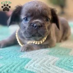 Bently/French Bulldog									Puppy/Male	/7 Weeks,Come and meet this beautiful little boy. He is a visual fluffy, so sweet and cute! He loves to snuggle and explore. If interested in meeting him feel free to call or text! Thanks so much 