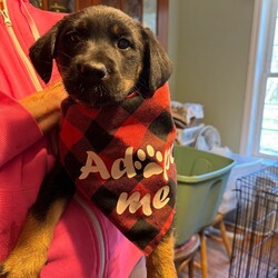 Adopt a dog:Luna/Black Labrador Retriever/Female/Baby,Luna is a peppy 8 week old lab puppy ready for a furever home! 
Good with all
Get your applications in today!