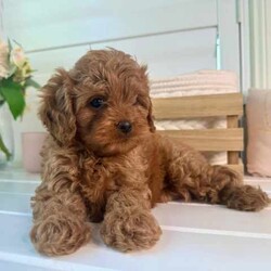 Adopt a dog:Gorgeous Toy Cavoodle 1st Gen Pup, pics of previous matting attached//Female/Younger Than Six Months,Only 1 female left,Loveableoodles proud breeders of quality Cavodles are proud to announce the safe arrival of our outstanding Cavoodle LitterBorn on the 17th of February, We have a limited number of absolutely gorgeous Toy Cavoodle puppies available.These pups will be available to take home from the 12th of April onward,Ask us for a link to our website loveableoodles for more pictures and contact information.Mum is a 6kg Cavalier King Charles (DNA Tested)Dad is a 3.5kg Red Toy Poodle (DNA Tested)Please note:- Both parents have been DNA tested- These puppies will NOT exhibit disease symptoms associated within their breed hereditary diseases- We anticipate their weights to range from 4-7kgAll of these beautiful pups have been- Veterinary examined & vaccinated- Microchipped- Wormed every 2 weeks from birth- Socialised with adults and kids.These absolutely adorable little Cavoodles have the most gentle, affectionate and loving natures. Having been raised inside and outside our home, our puppies are well suited and adjusted to both the indoors and outdoors.Registered members of RPBA 611
