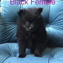 Adopt a dog:Purebred Pomeranian Puppies/Pomeranian/Both/Younger Than Six Months,Purebred Pomeranian Puppies born 26/01/24ONLY 2 females left1 x White Female1 X Black FemaleThese gorgeous balls of fluff will be ready for their forever home on 23/03/24.They have been microchipped, had 1st Vaccination, up to date worming & passed the Vet Check.Parents are very friendly & loving dogs.Mum is White & weighs 2.9kgDad is Sable & weighs 4.35kg.More pics available on request & I can assist with organising freight at new owners expense.Price reduced to- $1800BIN-0010861992151