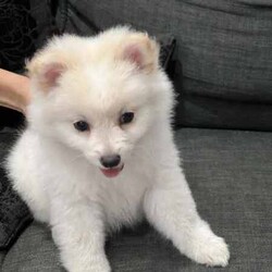 /Pomeranian/Female/Younger Than Six Months,hi4 puppies Ready for a new home 