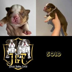 Adopt a dog:British bulldogs puppies /British Bulldog/Both/Younger Than Six Months,Pure breed British bulldog puppy's available