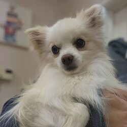 Adopt a dog:Rex /Pomeranian/Male/Adult,Meet Rex!

If Rex could talk he would tell you a sad tale of his past. Rex is a 3 year old, 9 pound, pomeranian. Rex wasn't treated very well for the past three years of his life. Thankfully a angel on earth took him in and he walked through our doors. 

Rex is a sweet boy who enjoys cuddling and car rides. He is good on a leash and crate trained. Rex is potty trained however can mark in the beginning when entering a new home. Rex is a sweet boy who just needs a understanding home. He's got a loving happy playful pomeranian personality that's soo full of love. 

Now for the not so good. Rex is terrified of the groomer as well as being brushed. He needs someone who is willing to take time and work on these behaviors. He can be nervous when his mouth is touched but now allows his foster mom to do so with no issues.

He would also do best as a only dog. He needs someone's full time & attention to help him see the good side of life. Rex can be protective of his food as well. Due to the severity of his past treatment he needs a home with no kids. If put in a frightening situation and he feels the need to protect himself, he can be nippy. 

In his foster home he is doing wonderful. He is making wonderful strides. With the right forever home he will learn to live a life free of worry. 

Could that be you?