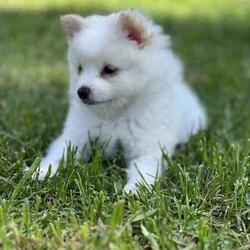 /Pomeranian/Female/Younger Than Six Months,hi4 puppies Ready for a new home 