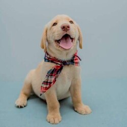Adorable Golden Purebred Labrador Retriever Puppies/Labrador Retriever/Both/Younger Than Six Months,Adorable Labrador Retriever Puppies Ready for Their Forever Homes! 