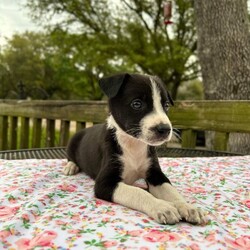 Adopt a dog:me/Australian Kelpie/Male/Baby,R2H minimum adoption age is 25 years old.

APPLICATION REQUIRED (CUT & PASTE THIS LINK)
https://form.jotform.com/roamstohomes/R2H-adoption-application


Date of Birth: 2/05/2024
Location: Conroe, Texas
(Currently located in a foster home, transport will be arranged once adopted.)

Meet the adorable bundle of joy, Jordan. He is the epitome of cuteness and energy always ready to brighten your day with his hilarious antics. With his loving nature, he's sure to steal your heart in no time. Weather he is chasing his tail or cuddled up in your lap, he's guaranteed to bring endless joy and laughter to your home. Don't miss your chance to adopt this sweet and active little guy into your family.

**Note - R2H enforces a strict spay/neuter policy. All pets adopted from R2H must be spay/neutered. An additional spay/neuter deposit applies to all pets that are adopted prior to being altered.