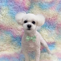 Adopt a dog:Mandu/Bichon Frise/Male/Adult,Mandu is almost 2 he would be best with 2 people only no kids and he is very sweet but will need training because he doesn't like you to take things away. You can't have clutter on the floor or food that he may get to and training will be required to help him learn to drop the items for a better item!  

Have a flexible schedule first 2 weeks, be active, no kids under 15 years old we want you  to focus on training a puppy! If you are planning to go away please take him with you.

For consideration please be over 26 in NY, NJ, Philadelphia or CT area only have kids 15  or over. Have a home with lots of dog runs,  parks or fenced in yard. Have an visible IG account when we ask for it please. Be active for puppies no couch potatoes!  Thank you. Most of all please follow step below and do not call us we are volunteers!  Please note we do not adopt in the Bronx nor Staten Island.
We have trainers in Brooklyn, LIC, Astoria, Manhattan, LI,  NJ ,and CT 20 miles from Greenwich. Kids `15 and up. He is good with all kids but we prefer older to continue his recall training. 


Step 1,  Email us suekmwdadoptions@gmail.com and tell us your experience with dogs and where u live. 2) If we need more info, we will send u an application 3) DO NOT CALL US 4) DO NOT EMAIL US at our website.  We get hundreds of people interested in adopting our dogs and can not possibly get back to everyone. Thank you for your cooperation. 

Please note we are volunteers and work with patients and can not take calls. Again email us only at the supplied email or via petfinder. Thank you.
