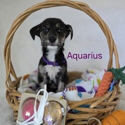 Adopt a dog:me/Mixed Breed/Female/Baby,ADOPT ME ONLINE: https://ophrescue.org/dogs/13466

My name is Aquarius and Im guessed to be a husky mix. My estimated adult weight is about 42lbs, but Ive got lots of growing to do still to get there. 
 
Im a sweet pup making my way up north in search of my forever family. I'm searching for

- Someone who won't leave me home alone for more than 4 hours, at least not until I am older. The older I am, the more I can stay home alone. I just don't want you to get mad at me if I have accidents or chew things I'm not supposed to when you leave me for too long. I'm a puppy, so I get bored quickly and when I'm bored I could get in trouble.

- I am looking for my forever home, not my for right now home. So as I get bigger I need someone to teach me how to be the best dog I can be. I am young and still learning. You may want to teach me some new tricks like sit, stay, etc. Professional training will help me bond with you. That sounds like fun!

- I saved the most important for last. I am hoping my new mom or dad will snuggle with me, play with me and love me forever and ever!



Please note that because this puppy is so young, it has only received 2 of the required 3 puppy distemper vaccines. This is very IMPORTANT because it means that the immune system will not be fully functioning until about 16 weeks of age. Until then, the puppy MUST stay out of public places where it could be exposed to the germs of other dogs. These no puppy zones include all pet stores, dog parks, and for apartment dwellers, areas used by other dogs. These requirements are strictly for the puppys medical safety and longevity.

This puppy is microchipped and up to date on age appropriate vaccines and monthly preventatives. 

To adopt fill out the simple online application at https://ophrescue.org 
Operation Paws for Homes, Inc. (OPH) rescues dogs and cats of all breeds and ages from high-kill shelters in NC, VA, MD, and SC, reducing the numbers being euthanized. With limited resources, the shelters are forced to put down 50-90% of the animals that come in the front door. OPH provides pet adoption services to families located in VA, DC, MD, PA and neighboring states. OPH is a 501(c)(3) organization and is 100% donor funded. OPH does not operate a shelter or have a physical location. We rely on foster families who open their homes to give love and attention to each pet before finding a forever home.All adult dogs, cats, and kittens are altered prior to adoption. Puppies too young to be altered at the time of adoption must be brought to our partner vet in Ashland, VA for spay or neuter paid for by Operation Paws for Homes by 6 months of age. Adopters may choose to have the procedure done at their own vet before 6 months of age and be reimbursed the amount that the rescue would pay our partner vet in Ashland.