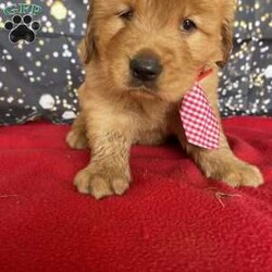Rusty/Golden Retriever									Puppy/Male	/8 Weeks,AKC registered, sweet and very friendly, loves to snuggle, very popular breed for any family, makes a great service dog also….reach out today to set up a meet and greet or to discuss delivery options