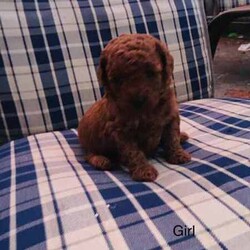 Adopt a dog:Gorgeous Cavoodle Puppies//Female/Younger Than Six Months,Expression of interest!These beautiful babies will be available mid April$40001 female2 malesFeel free to contact me with any inquiry******7851 REVEAL_DETAILS 