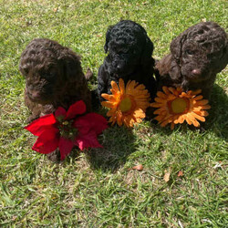 Adopt a dog:Toy poodles/Poodle (Toy)/Both/Younger Than Six Months,Pure poodles puppiesVet check, vac, microchipVery heathy and happy babiesCall for information about the little ones.