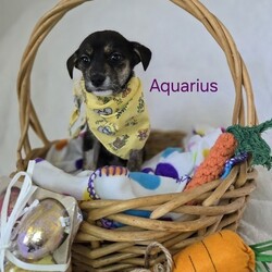 Adopt a dog:me/Mixed Breed/Female/Baby,ADOPT ME ONLINE: https://ophrescue.org/dogs/13466

My name is Aquarius and Im guessed to be a husky mix. My estimated adult weight is about 42lbs, but Ive got lots of growing to do still to get there. 
 
Im a sweet pup making my way up north in search of my forever family. I'm searching for

- Someone who won't leave me home alone for more than 4 hours, at least not until I am older. The older I am, the more I can stay home alone. I just don't want you to get mad at me if I have accidents or chew things I'm not supposed to when you leave me for too long. I'm a puppy, so I get bored quickly and when I'm bored I could get in trouble.

- I am looking for my forever home, not my for right now home. So as I get bigger I need someone to teach me how to be the best dog I can be. I am young and still learning. You may want to teach me some new tricks like sit, stay, etc. Professional training will help me bond with you. That sounds like fun!

- I saved the most important for last. I am hoping my new mom or dad will snuggle with me, play with me and love me forever and ever!



Please note that because this puppy is so young, it has only received 2 of the required 3 puppy distemper vaccines. This is very IMPORTANT because it means that the immune system will not be fully functioning until about 16 weeks of age. Until then, the puppy MUST stay out of public places where it could be exposed to the germs of other dogs. These no puppy zones include all pet stores, dog parks, and for apartment dwellers, areas used by other dogs. These requirements are strictly for the puppys medical safety and longevity.

This puppy is microchipped and up to date on age appropriate vaccines and monthly preventatives. 

To adopt fill out the simple online application at https://ophrescue.org 
Operation Paws for Homes, Inc. (OPH) rescues dogs and cats of all breeds and ages from high-kill shelters in NC, VA, MD, and SC, reducing the numbers being euthanized. With limited resources, the shelters are forced to put down 50-90% of the animals that come in the front door. OPH provides pet adoption services to families located in VA, DC, MD, PA and neighboring states. OPH is a 501(c)(3) organization and is 100% donor funded. OPH does not operate a shelter or have a physical location. We rely on foster families who open their homes to give love and attention to each pet before finding a forever home.All adult dogs, cats, and kittens are altered prior to adoption. Puppies too young to be altered at the time of adoption must be brought to our partner vet in Ashland, VA for spay or neuter paid for by Operation Paws for Homes by 6 months of age. Adopters may choose to have the procedure done at their own vet before 6 months of age and be reimbursed the amount that the rescue would pay our partner vet in Ashland.