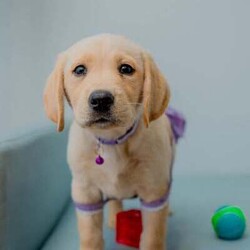 Adorable Golden Purebred Labrador Retriever Puppies/Labrador Retriever/Both/Younger Than Six Months,Adorable Labrador Retriever Puppies Ready for Their Forever Homes! 