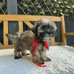 Adopt a dog:Toy Size Shmoodle Puppies 8 weeks old/Poodle (Toy)/Male/Younger Than Six Months,Our premium litter of 3 Shmoodle puppies is here! Born on the 31st of January