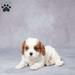 Ed/Cavalier King Charles Spaniel									Puppy/Male	/8 Weeks,AKC registered / Genetically tested Parents – Happy and healthy – Cavalier King Charles – Up to date on and deworming – Microchipped – 6 month health/1 year genetic guarantees(1yr/2yr if you remain on recommended food)- Full vet examination Call/text/email to schedule a time to come out and visit. We can ship to you, or can meet you at our airport. We can also meet in between if a reasonable distance.