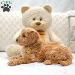Jimmy/Mini Goldendoodle									Puppy/Male	/7 Weeks,This sweet and adorable F1B Mini Goldendoodle is looking for a forever family! Mom “Darla” is a 30 lb Mini Goldendoodle and Dad “Diamond” is a 24lb AKC registered Mini Poodle. Adult expected size is 22-30lbs. All vaccinations and dewormings are up to date and any necessary paperwork will be provided. Puppy also comes with a 30 day health guarantee, as well as a 1 year genetic health guarantee. Raised by a large and loving family with children, this pup will be a wonderful new companion for you! To make the transition easier, a baggie of food will also be included. Please contact anytime! We do not text.