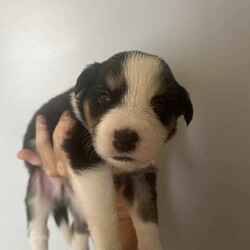 Purebred border collie puppies for sale/Border Collie/Female/Younger Than Six Months,Puppies for sale. Male and female chocolate, black tri and chocolate Merle’s available. Sold with a puppy pack of Advance medium dry food and Kong toys with the scent of mum and siblings to provide comfort.953010100348562953010100348564953010100348565953010100348566953010100348567953010100348570953010100348572953010100348775953011003485777