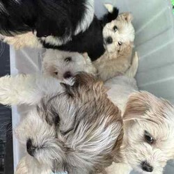 Adopt a dog:MALTESE SHIHZU PUPS/Maltese Shih Tzu/Both/Younger Than Six Months,maltese x shihzu puppiesRUBY, CALV JNR & JAYMIE FEMALE(two white&cream, and black/white)RUNTY & BROWNIE MALE(one white&cream, and brown/white)Their mum sadly passed away not long after birth so they’ve been completely hand raised meaning they’re super affectionate, they love cuddles and each one has their own personality.They’ve grown up around cats & childrenPhoto of mum & dad available on requestUpto date with Vaccinations & Microchip, flea & wormnot desexed as too youngperfectly healthyMICROCHIPS956000016783850956000016783300956000017212257956000017184138956000017135776SOURCEMB172400D.O.B19.02.2024NCPI9003358