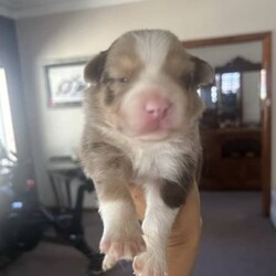 Purebred border collie puppies for sale/Border Collie/Female/Younger Than Six Months,Puppies for sale. Male and female chocolate, black tri and chocolate Merle’s available. Sold with a puppy pack of Advance medium dry food and Kong toys with the scent of mum and siblings to provide comfort.953010100348562953010100348564953010100348565953010100348566953010100348567953010100348570953010100348572953010100348775953011003485777