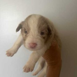 Purebred border collie puppies for sale/Border Collie/Female/Younger Than Six Months,Puppies for sale. Male and female chocolate, black tri and chocolate Merle’s available. Sold with a puppy pack of Advance medium dry food and Kong toys with the scent of mum and siblings to provide comfort.953010100348562953010100348564953010100348565953010100348566953010100348567953010100348570953010100348572953010100348775953011003485777