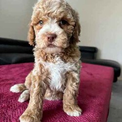 Adopt a dog:Gorgeous Toy Cockapoo puppies/Poodle (Toy)/Both/Younger Than Six Months,An exceptional litter of toy Cockapoo puppies born on the 28/01/24We encourage you read the full advertisement prior to your inquiry.Pic 1 BoyPic 2 Boy-Pic 3 Boy-Cockapoo are a designer breed which is a cross between a poodle and a Cocker SpanielThese puppies are hypoallergenic and are low shedding hence great for you people that suffer from allergies .These pups are very suited to an apartment life style provided they are exercised .This exceptional litter has 3 Females available and 4 males That will weigh in at 6-7kg at adulthood.These puppies have beenVet checkedMicrochippedWormedAnd are available not desexed but we highly encourage you to do soWe can recommend our Vet that works with us for the best rates and safest procedures .Puppies prices are not negotiableAnd serious inquires are urgedLeave your name and number via gumtree and I will get back to you .We are registered with Rpba 2116Similar size to Cavoodle poodle spoodle Maltese x shitzu Moodles and cavalier
