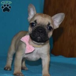 Stella/French Bulldog Mix									Puppy/Female	/8 Weeks,Stella is outgoing,playful  and has sweet frenchie pug temperment. She’s looking for her forever home.