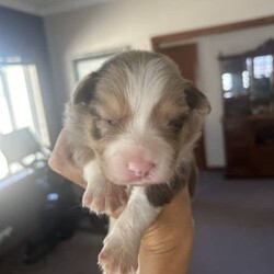 Purebred border collie puppies for sale/Border Collie/Female/Younger Than Six Months,Puppies for sale. Male and female chocolate, black tri and chocolate Merle’s available. Sold with a puppy pack of Advance medium dry food and Kong toys with the scent of mum and siblings to provide comfort.953010100348562953010100348564953010100348565953010100348566953010100348567953010100348570953010100348572953010100348775953011003485777