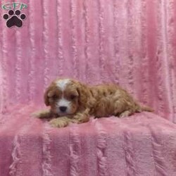 Charlotte/Cavapoo									Puppy/Female	/6 Weeks,Meet Charlotte, our sweet, little Cavapoo. She will have her first shots and be UTD on dewormer. Also will have her health certificate from her vet. 
