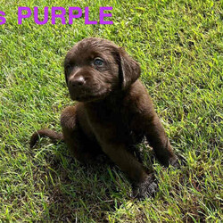 Adopt a dog:READY NOW Female Labrador Puppy ❤️/Labrador Retriever/Female/Younger Than Six Months,Chocolate Labrador Puppy.Ready NOW.Miss Purple.Regular fun training is underway now, with essential commands.Comes with-Vet HEALTH checkVaccinatedMicrochippedUp to date worming, flea and tick treatmentsPlus 6 weeks free pet insurance.Both parents are owned by us and viewable when visiting.The parents have excellent temperaments.They are Mains Pedigree, Chocolate Labrador’sPup is sold as family pup only.Please contact us asap to arrange to meet with Miss Purple.Breeders Identification Number -0005593873862Responsible Pet Breeders Association - Membership Number: 3144
