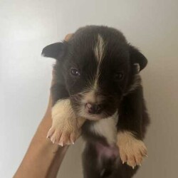 Purebred border collie puppies for sale/Border Collie/Female/Younger Than Six Months,Puppies for sale. Male and female chocolate, black tri and chocolate Merle’s available. Sold with a puppy pack of Advance medium dry food and Kong toys with the scent of mum and siblings to provide comfort.953010100348562953010100348564953010100348565953010100348566953010100348567953010100348570953010100348572953010100348775953011003485777