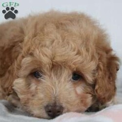 Goldilocks- F1B/Mini Goldendoodle									Puppy/Female	/10 Weeks,We are so excited to introduce our little Goldilocks to the world! Born with the prettiest tan/creamish color and small endearing eyes, Goldilocks will charm anyone she meets. She is a very happy go lucky girl and warms up to strangers very well. All you have to do is hold up a toy and she will come runnning straight for you. We always make sure our puppies are well socialized and in the best health they can be. Our local vet comes out at 7 weeks old and makes sure they are healthy and happy little puppies. Our puppies are all microchipped, up to date on shots and dewormer and we include our one year health guarantee as well as the paperwork the vet writes out. The parents to this puppy are both in good health and have their shots and dewormer all up to date. Goldie the momma is a beautiful Red colored Mini Goldendoodle weighing 24 lbs. The dad is a Red Mini Poodle weighing 10 lbs. Goldilocks as an adult will be between 18-22 lbs depending on how she fill out and how much exercise or food they recieve. If you are wanting to adopt a puppy we ask for a $200 deposit with venmo or paypal and offer transportation directly to your door for an additinal fee. Parent photos are available to see as well as more cute videos of the puppy. Call or text today for more details.