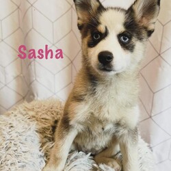 Adopt a dog:Sasha/Pomsky/Female/Baby,Sweet Sasha is a 3 month old Pomsky, weighing currently 10lbs. Rescued from a situation with her doggie family, this gal has a chance to have a wonderful family. She and her sister Delilah are in a foster home right now and an application must be filled out to start the process. https://fs30.formsite.com/HAARescue/AdoptionApplication/index.html