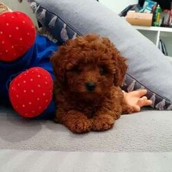 Adopt a dog:Excellences Pure Toy Poodle puppies /Poodle (Toy)/Both/Younger Than Six Months,Gorgeous pure bleed small toy poodles born on 1st February 2024. One single adorable colour - deep red. Both mum and dad are pure bleed lightweight red toy poodles both parents are DNA cleared.. Puppies are fully vet checked, vaccinated, de-wormed, and microchips implanted.Lovely and friendly character, easy and best company for young kids and You.Toilet trained just make it a lot easier for you.New owner can come and collect on 28/03/2024 with owner handbooks,microchips documents, birth certificate health documents.We are experienced bleeders for 15 years knowing that our puppies are very adorable and easily taken by buyers coming to view. So be quick and bring along some deposit so you don't missed out
