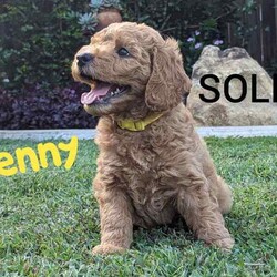 Miniature Groodle Puppies for sale/Other/Both/Younger Than Six Months,We have a litter of beautiful Mini Groodles. Born on the 16th of February. Ready to go to new homes from the 12th of April but we can hold them for later pick up.The mother is a non-shedding Miniature Groodle with a beautiful temperament. The father is a Purebred miniature Red Poodle. Both have been DNA tested and cleared of all common genetic conditions.Groodles have the gentle, even-nature of the Golden Retriever combined with the intelligence of the poodle. They are loving, friendly and love people. They respond well to obedience training.The puppies are very affectionate, are responding well to training, have been sleeping through the night, toilet training is progressing very well. They have gentle, sweet natures. They are non-shedding. One of the puppies, Duke, will have the fleece coat like mum and the other pups will be curly coated. Expected adult size of pups will be around 14kgs.All our dogs are treated as family members. They are fed the best diets and are up to date with all their vaccinations and worming treatments. Our puppies were born and raised indoors in a clean, loving, calm and happy home environment. They spend time outdoors during the day with access to an inside area via a doggy door. You will also be able to interact with the parents and Grandparents of the puppies.The puppies have started socialisation training. They have been exposed to noises, adults, children, and other dogs. Crate training in progress. They know how to use a doggy door. We have started touch training to get them used to being groomed and they are responding extremely well. They have been exposed to water and bathing. We are happy to stay in touch to assist with puppy settling into new home.We want our puppies to go to loving homes. We encourage you to send us some details about you and your family environment when you make contact.We can provide testimonials of previous puppy owners. Photos of puppies from Neo’s, (the father) last litter are available and we can arrange viewing of previous pups pending availability. Video calls and interstate transport can be arranged.Puppies come; vaccinated, microchipped, wormed and vet checked.They will be provided with a lovely puppy care pack containing goodies and a care/feeding guide.BIN 0012232045993NCPI 9004163