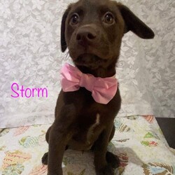 Adopt a dog:Storm/Chocolate Labrador Retriever/Female/Baby,Meet Storm! She is a 13 week old chocolate lab mix arriving in the next week or so.