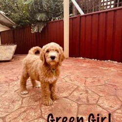 Adopt a dog:5 x Beautiful Groodles remaining - DNA clear / Ready NOW/Groodle/Female/Younger Than Six Months,Gorgeous standard groodles ranging from red apricot to blonde with white markings. Born on the 28th Janurary 2024, they are ready to go home now. Currently located in Bendigo but willing to discuss possible delivery to alleviate driving distance.Multi-gen puppies with both parents as standard Groodles. They are hyperallergenic and have minimal to no shedding. Their wavy coats mean they are suitable for families with allergies and people after a non-shedding family dog. Both parents are DNA tested and clear of all hereditary diseases and illnesses in relation to Groodles. Puppies will weigh around 30kg and will grow to be slightly bigger than a standard golden retriever.These puppies are raised in a family home setting and parents are part of the family. The puppies have been exposed to early-neurological training and desensitisation training, as well as, potty training. They are all really friendly and cuddly and will have placcid cheeky personalities like their parents. Puppies have been fed on a premium grain-free diet and goats milk.They have had their first vacinnation and been microchipped. Change of ownership form and a Health Guarantee will be provided on purchase. Puppies will go home with a puppy pack that will also include a Groodle Guide to help families with looking after their new family member.A puppy is a serious commitment and a life-long decision; please consult with all members of your family before expressing your interest. Video viewings and a physical meeting can be organised.Ad is updated regularly.Orange Girl - $2,500Green Girl - $2,500Pink Girl - $2,500Blue Girl - $2,800Yellow Girl - $3,000**Ask for further information.Source Number: EE227414RPBA Number: 11353Microchip numbers (in no particular order):978142000100118 - Pink Collar978142000100710 - Yellow Collar978142000107802 - Blue Collar978142000100466 - Orange Collar978142000100036 - Green Collar